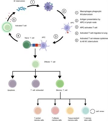 Maintenance and recall of memory T cell populations against tuberculosis: Implications for vaccine design